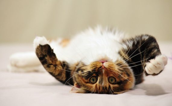 shared expreience of absurdity ted.com efl free video worksheet