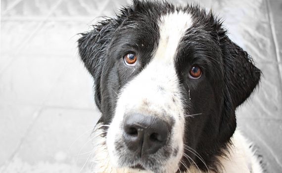 raindrops keep falling on my head efl free song worksheet