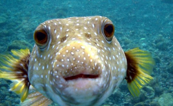 david gallo ted.com underwater astonishments efl free video worksheet science