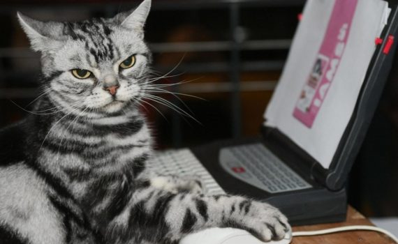 Picnic Pop Single Reviews music